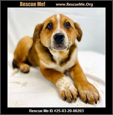 Missouri Rescue - Missouri Dog Rescue - ADOPTIONS - Rescue Me!