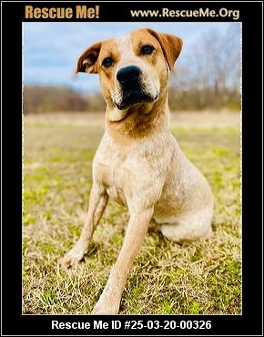 Missouri Rescue - Missouri Dog Rescue - ADOPTIONS - Rescue Me!
