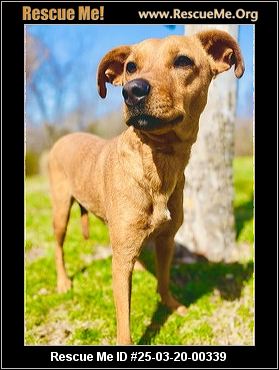 Missouri Rescue - Missouri Dog Rescue - ADOPTIONS - Rescue Me!