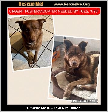 - California Dog Rescue - ADOPTIONS - Rescue Me!