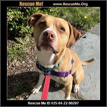 - Connecticut Dog Rescue - ADOPTIONS - Rescue Me!