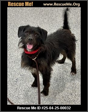 - Connecticut Dog Rescue - ADOPTIONS - Rescue Me!