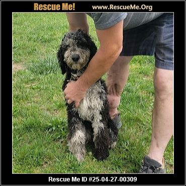 - Tennessee Poodle Rescue - ADOPTIONS - Rescue Me!