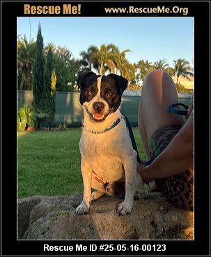 - Florida Fox Terrier Rescue - ADOPTIONS - Rescue Me!