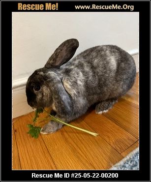 - Massachusetts Rabbit Rescue - ADOPTIONS - Rescue Me!