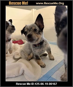 Wisconsin Rescue Dogs - Wisconsin Dog Rescue - ADOPTIONS - Rescue Me!
