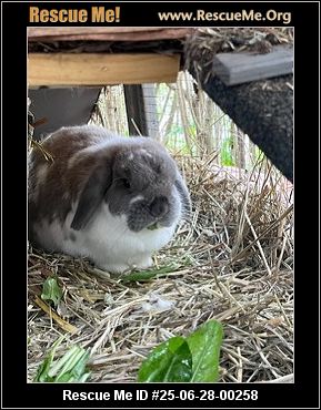 - Massachusetts Rabbit Rescue - ADOPTIONS - Rescue Me!