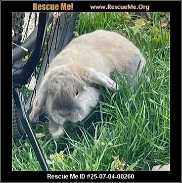 - Massachusetts Rabbit Rescue - ADOPTIONS - Rescue Me!