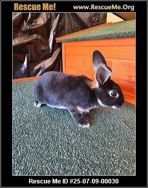- Washington Rabbit Rescue - ADOPTIONS - Rescue Me!
