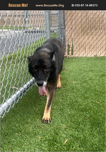 ADOPT 25071400173 German Shepherd - 25 07 14 00173x