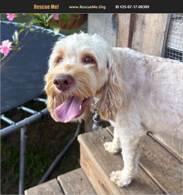 ADOPT 25071700309 ~ Cockapoo Rescue ~ grant, AL