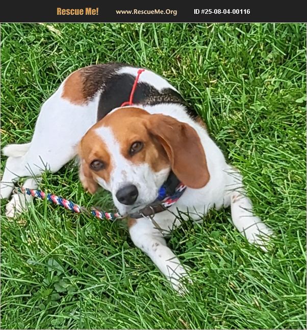ADOPT 25080400116 ~ Beagle Rescue ~ Zanesville, OH