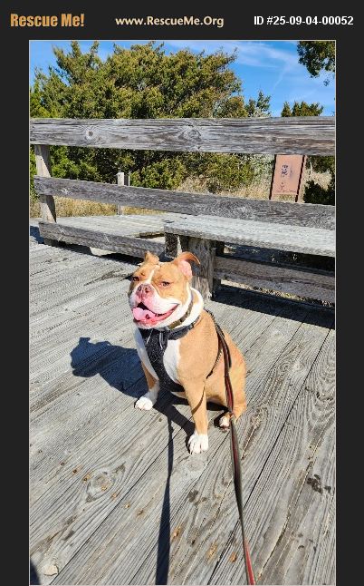 ADOPT 25090400052 ~ Bulldog Rescue ~ Wilmington, NC