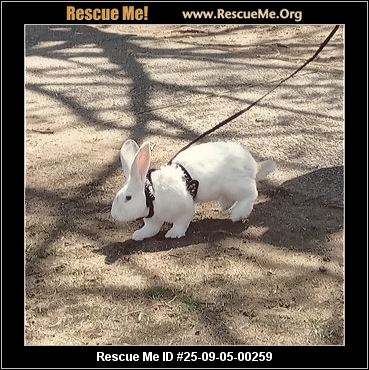 - Massachusetts Rabbit Rescue - ADOPTIONS - Rescue Me!
