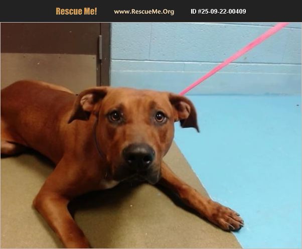 ADOPT 25092200409 ~ Rhodesian Ridgeback Rescue ~ Moreno Valley, CA