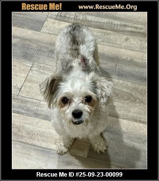 florida-maltese-rescue-adoptions-rescue-me