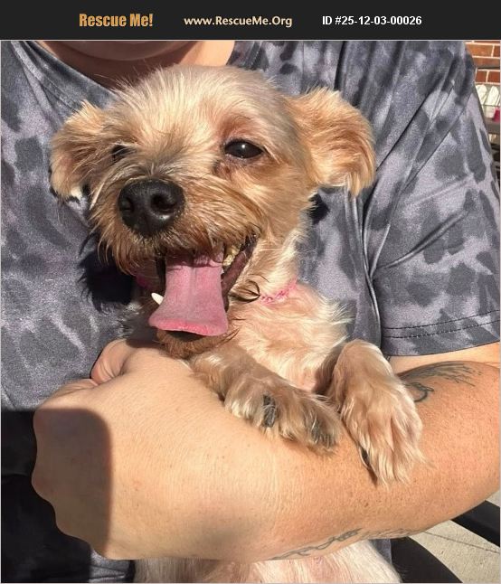 ADOPT 25120300026 ~ Yorkie Rescue ~ Yorktown, VA