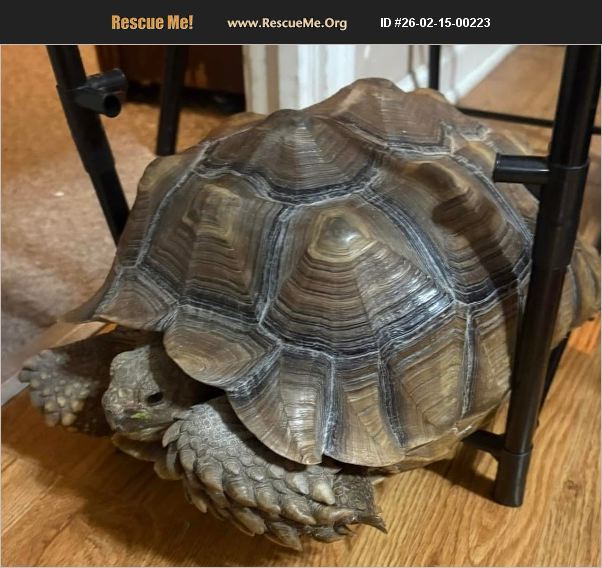 post.rescueme.org