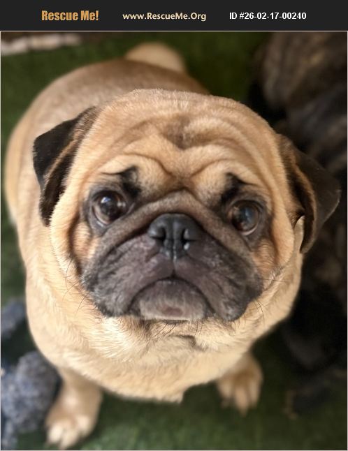 ADOPT 26021700240 ~ Pug Rescue ~ Los Angeles, CA