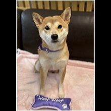 Maryland Shiba Inu Rescue - ADOPTIONS - Rescue Me!