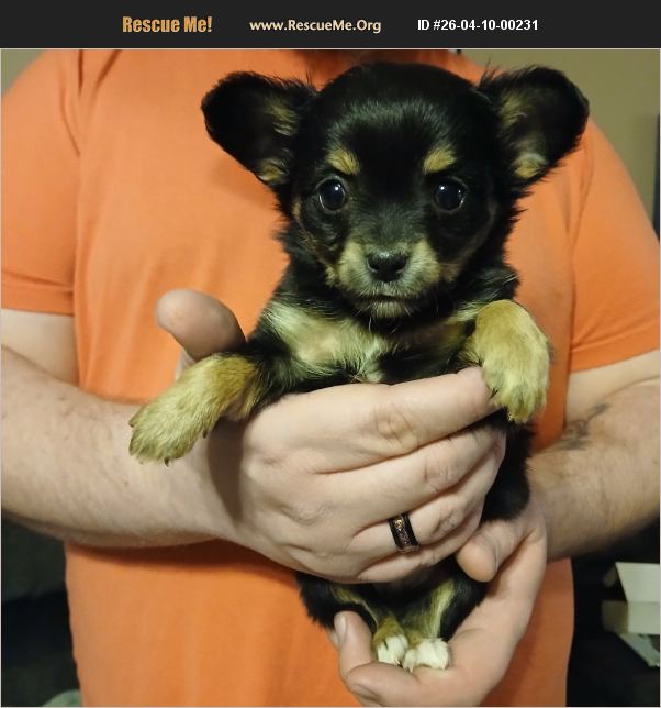 ADOPT 26041000231 ~ Chihuahua Rescue ~ BUTLER, IN
