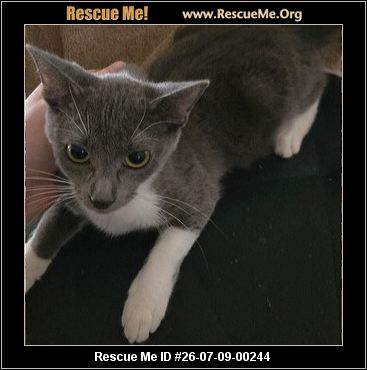 ADOPT 26070900244 ~ Domestic Cat Rescue ~ West Plains, MO