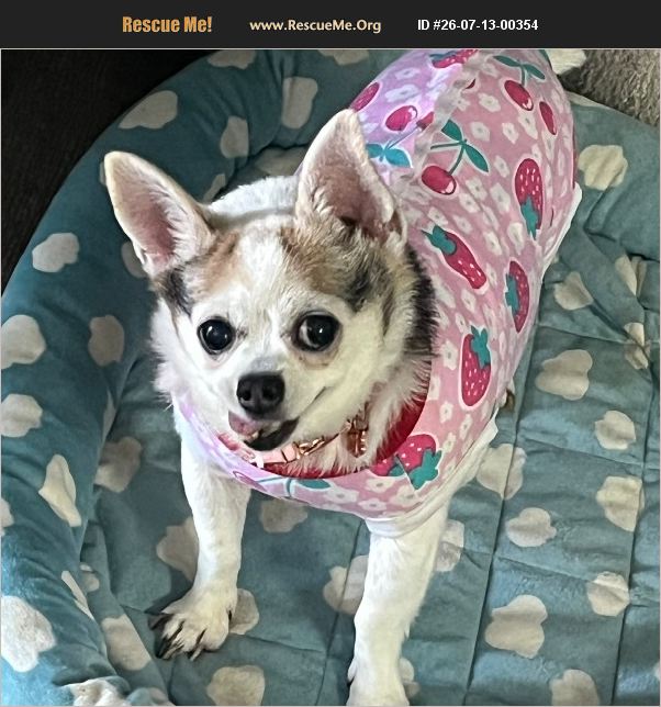 ADOPT 26071300354 ~ Chihuahua Rescue ~ Stevenson Ranch, CA