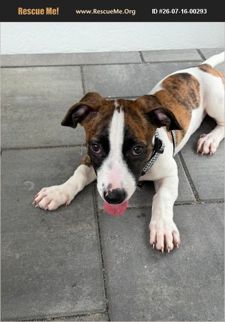 ADOPT 26071600293 ~ Pit Bull Rescue ~ Jackson, NJ