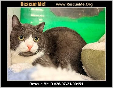 Ohio Cat Rescue - ADOPTIONS - Rescue Me!