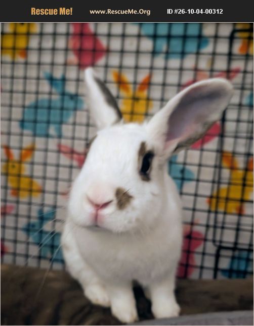 Nevada Rabbits ADOPT 26100400312 ~ Rabbit Rescue ~ Lake Elsinore, CA