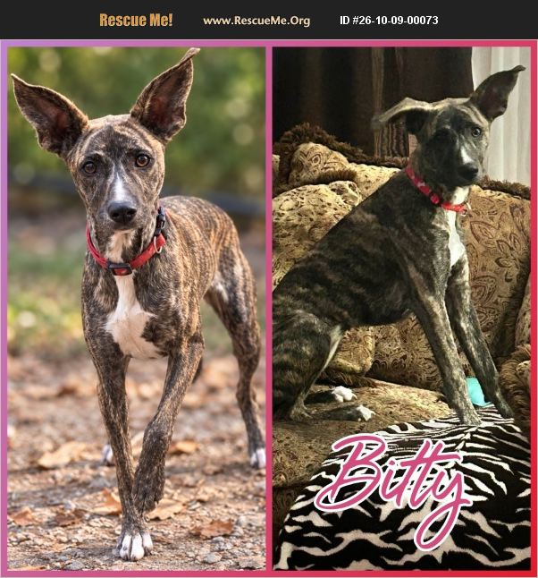 ADOPT 26100900073 ~ Whippet Rescue ~ Cherokee County, SC