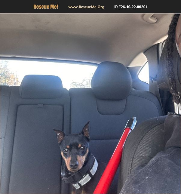 Org Structure Higher ADOPT 26102200201 ~ Miniature Pinscher Rescue ~ Chicago, IL