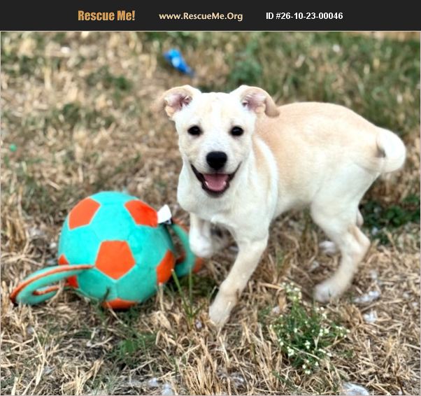 Lab Rats Food ADOPT 26102300046 ~ Lab Rescue ~ E. Falmouth, MA