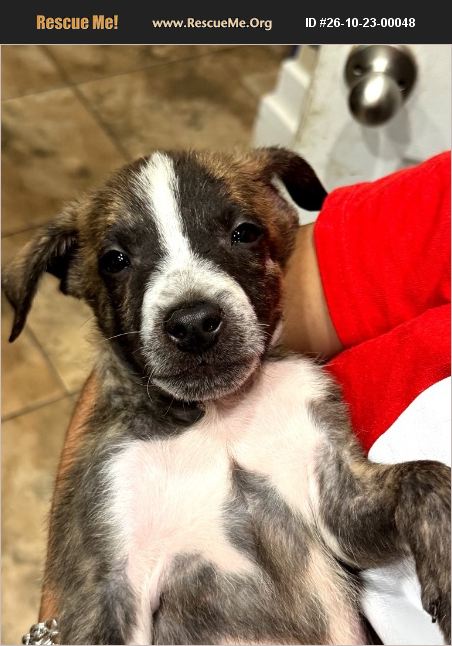 Lab Rats Food ADOPT 26102300048 ~ Lab Rescue ~ E. Falmouth, MA