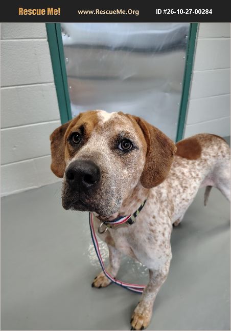 ADOPT 26102700284 ~ Treeing Walker Coonhound Rescue ~ Greeneville, TN