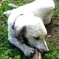 Bedlington Terrier Rescue
