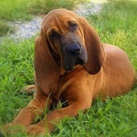 Bloodhound Rescue