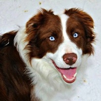 adopt border collie near me