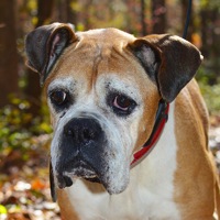 Boxer for adoption near sales me