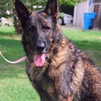 German Shepherd Rescue