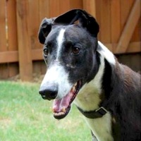 Greyhound Rescue