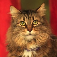 Norwegian Forest Cat Rescue