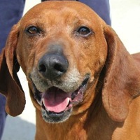 Redbone Coonhound Rescue