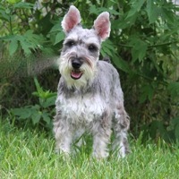 Rescue store miniature schnauzer