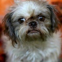 shih tzu mix for adoption