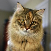 Siberian 2024 cat adoption