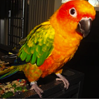 Bird Rescue ― ADOPTIONS