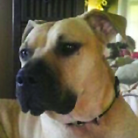 ― Black Mouth Cur Rescue ― ADOPTIONS