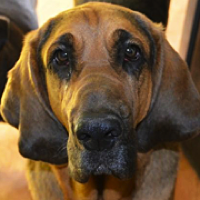 bloodhounds for adoption near me