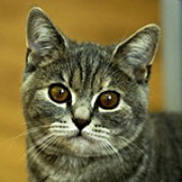 British Shorthair Rescue ― ADOPTIONS